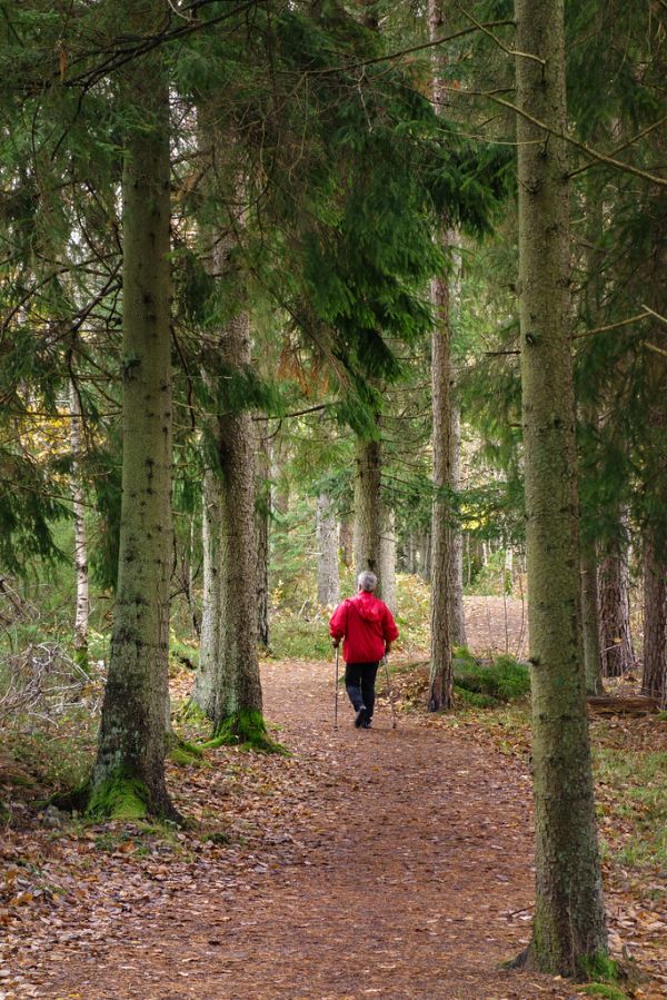 Une personne marche avec des bâtons sur un sentier de forêt en marche nordique