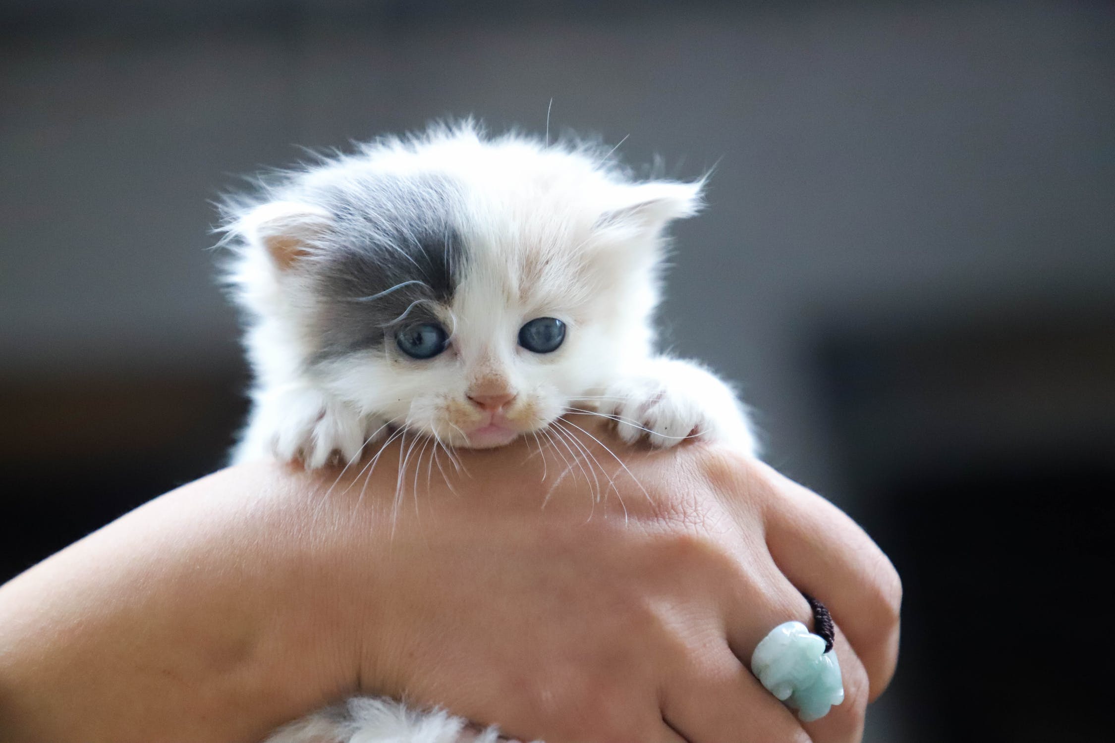 "J'ai un nouveau chaton !" Quelques conseils utiles